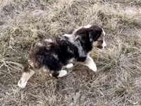 Max, a male Australian Shepherd for sale in Coleman, TX – Photo 5 of 10