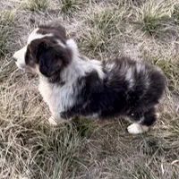 Max, a male Australian Shepherd for sale in Coleman, TX – Photo 2 of 10