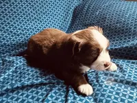 Skipper, a male Miniature Australian Shepherd for sale in Coleman, TX – 2 of 10