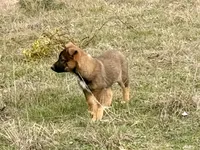 Freya, a female Australian Shepherd and German Shepherd Dog for sale in Coleman, TX – Photo 3 of 10