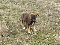 Freya, a female Australian Shepherd and German Shepherd Dog for sale in Coleman, TX – Photo 8 of 10