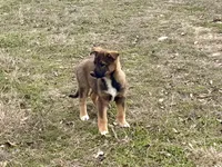 Freya, a female Australian Shepherd and German Shepherd Dog for sale in Coleman, TX – Photo 7 of 10
