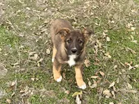 Freya, a female Australian Shepherd and German Shepherd Dog for sale in Coleman, TX – Photo 9 of 10