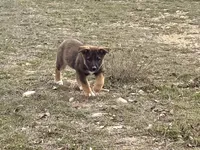 Freya, a female Australian Shepherd and German Shepherd Dog for sale in Coleman, TX – Photo 6 of 10