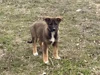 Freya, a female Australian Shepherd and German Shepherd Dog for sale in Coleman, TX – Photo 1 of 10