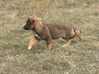 Freya, a female Australian Shepherd and German Shepherd Dog for sale in Coleman, TX – Photo 4 of 10