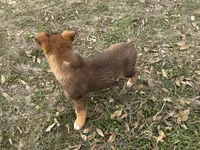 Freya, a female Australian Shepherd and German Shepherd Dog for sale in Coleman, TX – Photo 10 of 10