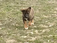 Freya, a female Australian Shepherd and German Shepherd Dog for sale in Coleman, TX – Photo 2 of 10