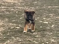 Freya, a female Australian Shepherd and German Shepherd Dog for sale in Coleman, TX – Photo 5 of 10