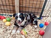 Wyatt, a male Australian Shepherd for sale in Coleman, TX – 9 of 9