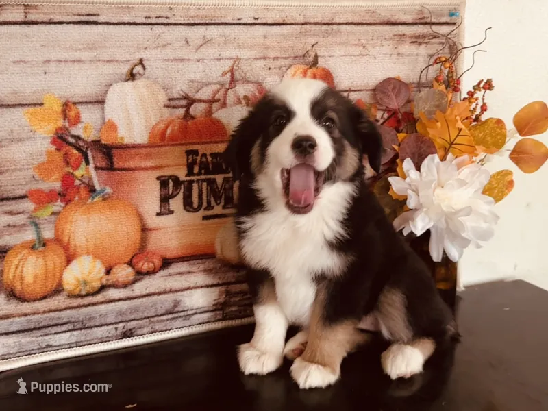 Zuri – Miniature Australian Shepherd puppy for sale in Coleman, TX