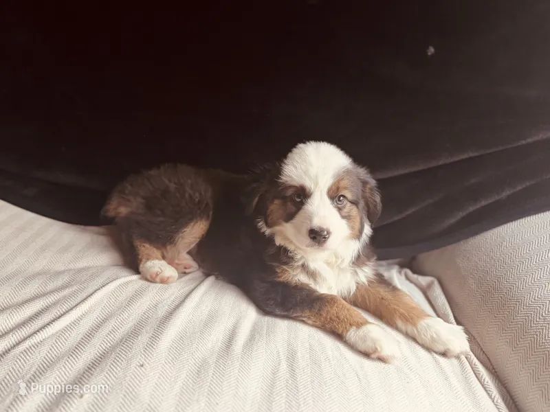 Pinky – Miniature Australian Shepherd puppy for sale in Coleman, TX