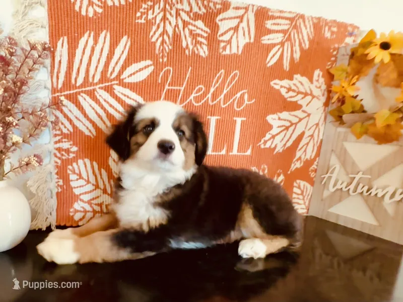 Pinky – Miniature Australian Shepherd puppy for sale in Coleman, TX