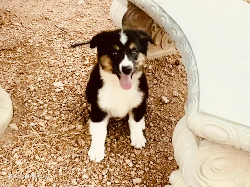Demi – Australian Shepherd puppy for sale in Coleman, TX