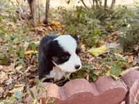 Zuri, a female Miniature Australian Shepherd for sale in Coleman, TX – 10 of 10
