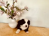 Zuri, a female Miniature Australian Shepherd for sale in Coleman, TX – 2 of 10