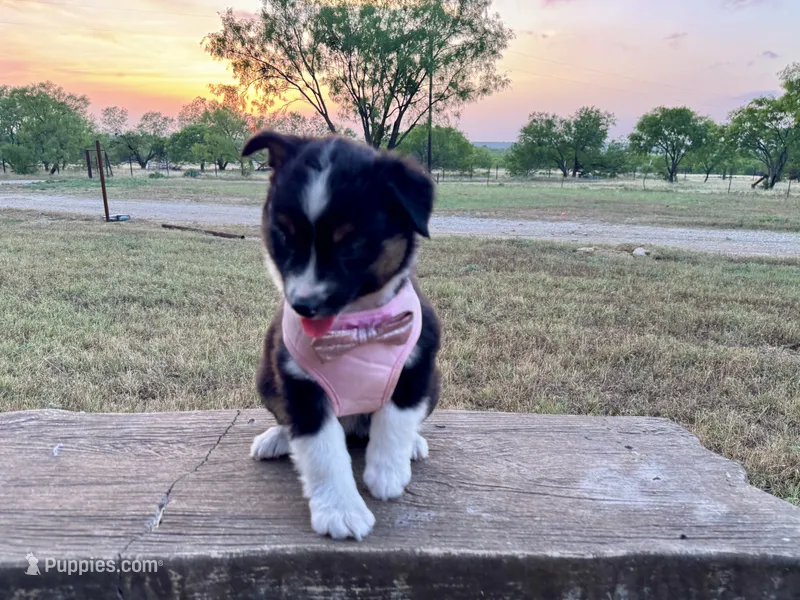 Demi – Australian Shepherd puppy for sale in Coleman, TX