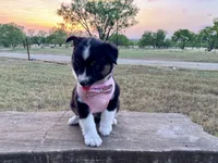 Demi, a female Australian Shepherd for sale in Coleman, TX – 5 of 10