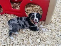 Wyatt, a male Australian Shepherd for sale in Coleman, TX – 8 of 9
