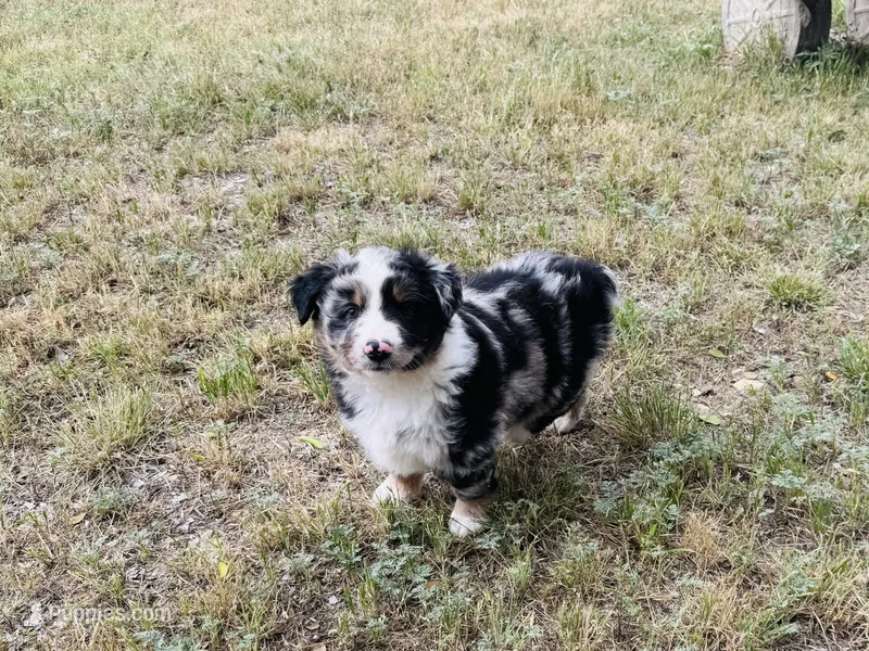 Wyatt – Australian Shepherd puppy for sale in Coleman, TX