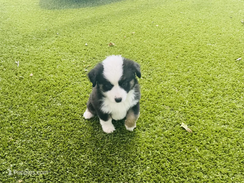 Zuri – Miniature Australian Shepherd puppy for sale in Coleman, TX