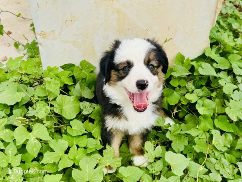 Pinky – Miniature Australian Shepherd puppy for sale in Coleman, TX