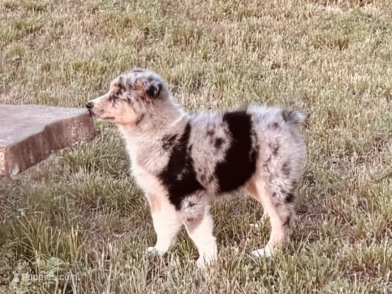 Beau – Australian Shepherd puppy for sale in Coleman, TX