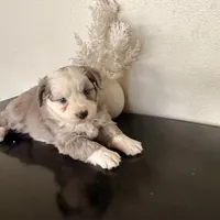 Hazel, a female Miniature Australian Shepherd for sale in Coleman, TX – Photo 1 of 10