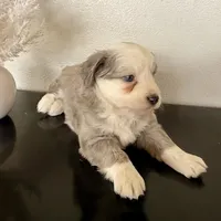 Hazel, a female Miniature Australian Shepherd for sale in Coleman, TX – Photo 2 of 10