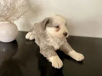 Hazel, a female Miniature Australian Shepherd for sale in Coleman, TX – Photo 2 of 10