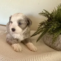Hazel, a female Miniature Australian Shepherd for sale in Coleman, TX – Photo 9 of 10