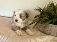 Hazel, a female Miniature Australian Shepherd for sale in Coleman, TX – Photo 9 of 10