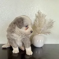 Hazel, a female Miniature Australian Shepherd for sale in Coleman, TX – Photo 10 of 10