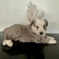 Hazel, a female Miniature Australian Shepherd for sale in Coleman, TX – Photo 4 of 10