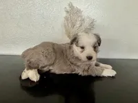 Hazel, a female Miniature Australian Shepherd for sale in Coleman, TX – Photo 4 of 10