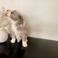Hazel, a female Miniature Australian Shepherd for sale in Coleman, TX – Photo 8 of 10