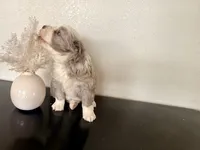 Hazel, a female Miniature Australian Shepherd for sale in Coleman, TX – Photo 8 of 10