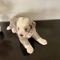 Hazel, a female Miniature Australian Shepherd for sale in Coleman, TX – Photo 5 of 10
