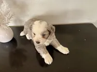 Hazel, a female Miniature Australian Shepherd for sale in Coleman, TX – Photo 5 of 10