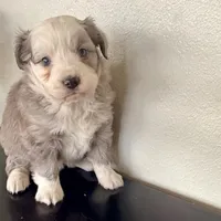 Hazel, a female Miniature Australian Shepherd for sale in Coleman, TX – Photo 7 of 10