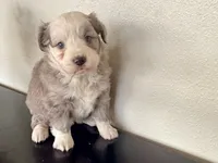 Hazel, a female Miniature Australian Shepherd for sale in Coleman, TX – Photo 7 of 10