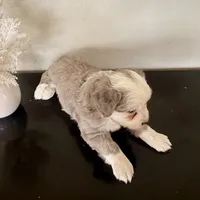 Hazel, a female Miniature Australian Shepherd for sale in Coleman, TX – Photo 6 of 10