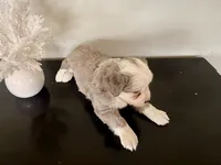 Hazel, a female Miniature Australian Shepherd for sale in Coleman, TX – Photo 6 of 10