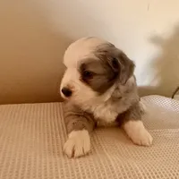 Hazel, a female Miniature Australian Shepherd for sale in Coleman, TX – Photo 3 of 10