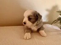 Hazel, a female Miniature Australian Shepherd for sale in Coleman, TX – Photo 3 of 10