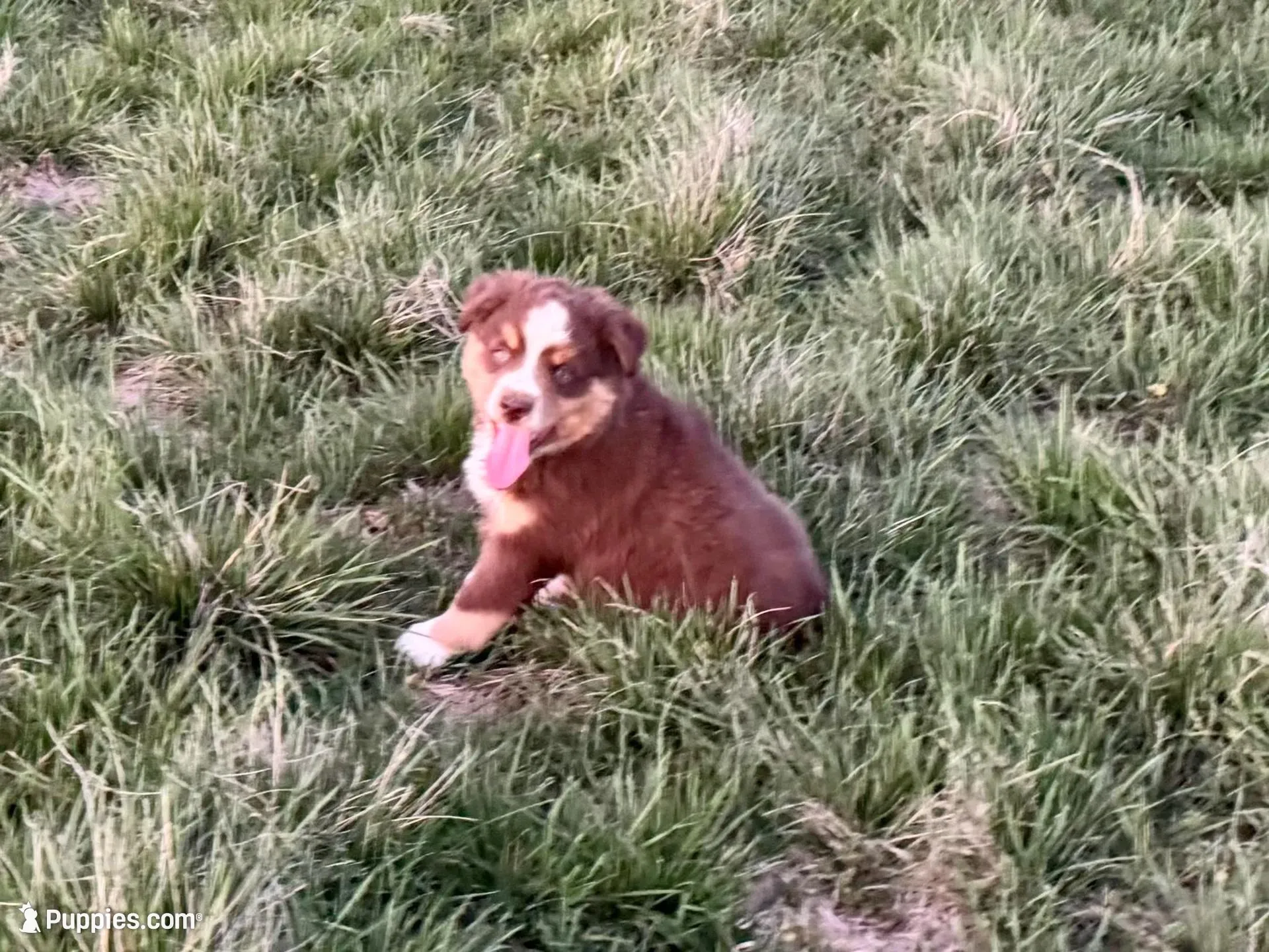 Hero, a male Miniature Australian Shepherd for sale in Coleman, TX – Photo 2 of 10
