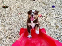Hero, a male Miniature Australian Shepherd for sale in Coleman, TX – Photo 7 of 10