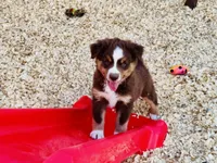 Hero, a male Miniature Australian Shepherd for sale in Coleman, TX – Photo 6 of 10