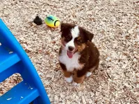 Hero, a male Miniature Australian Shepherd for sale in Coleman, TX – Photo 1 of 10