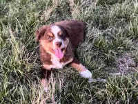 Hero, a male Miniature Australian Shepherd for sale in Coleman, TX – Photo 5 of 10
